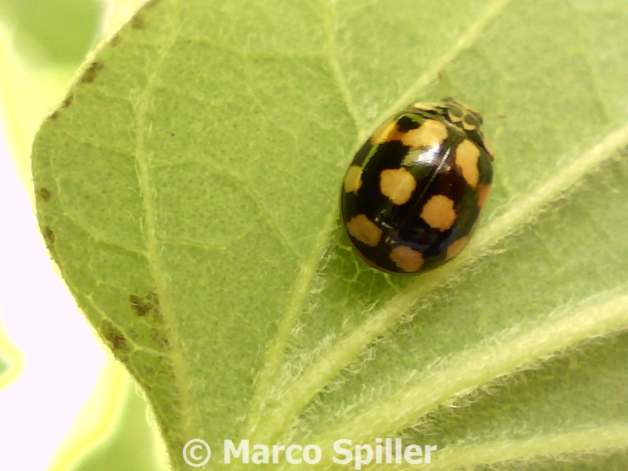 Coccinellidae